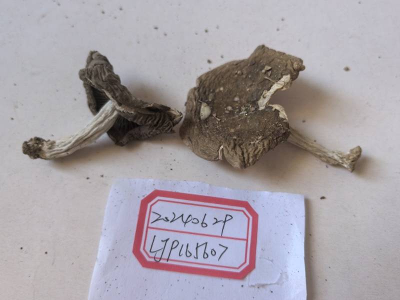 红菇属蓝黄组一种