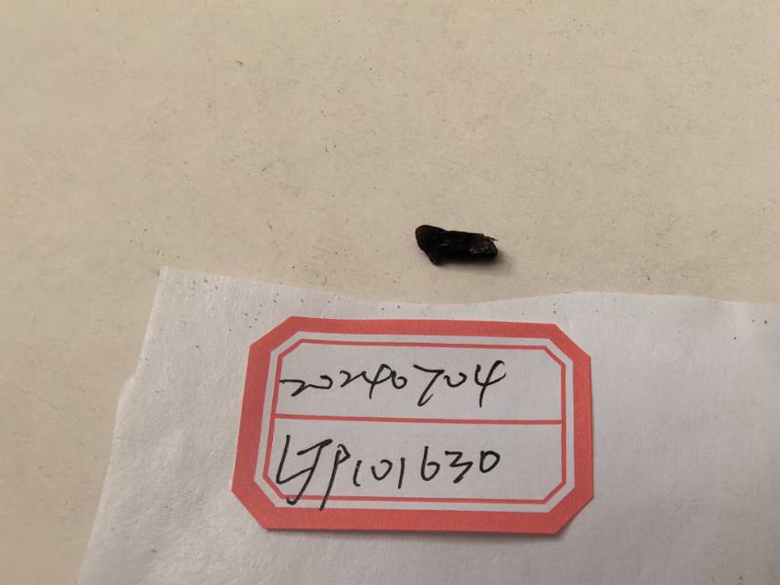 红菇属红菇亚属一种