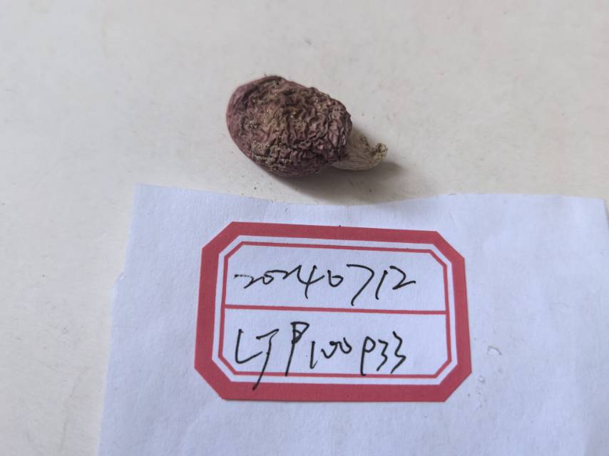 红菇属红菇亚属一种