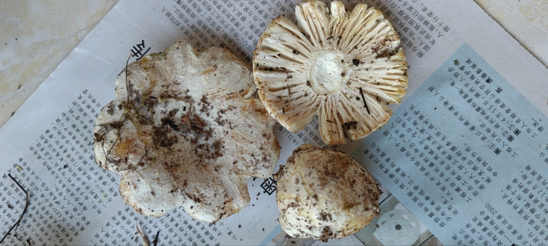 波状粉褶蕈菌丝寄生