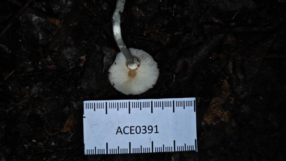 红鳞白环蘑复合群