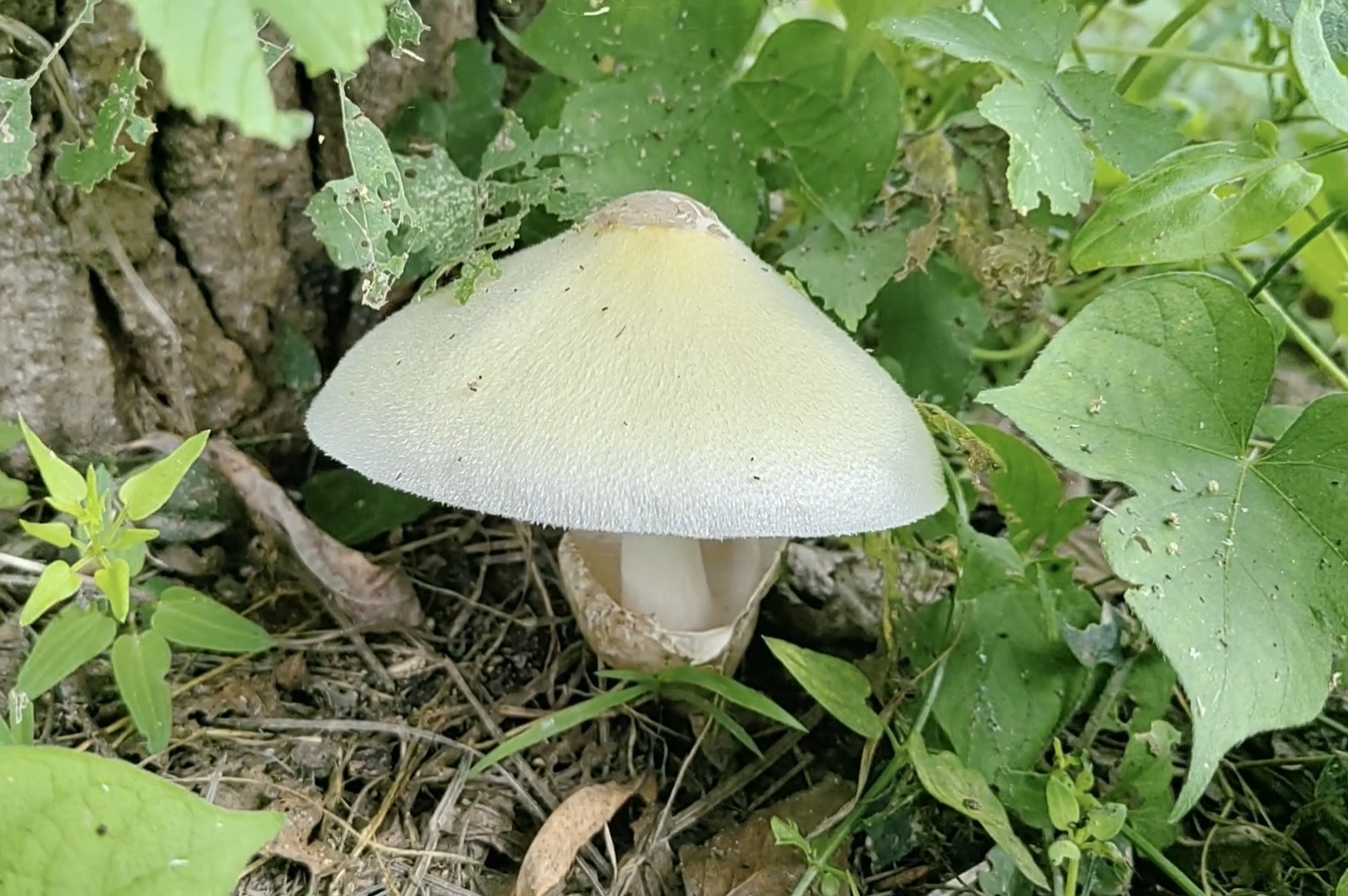 银丝小包脚菇（银丝草菇）