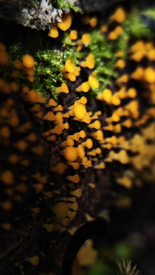 香地半杯菌，原名香地小双孢盘菌