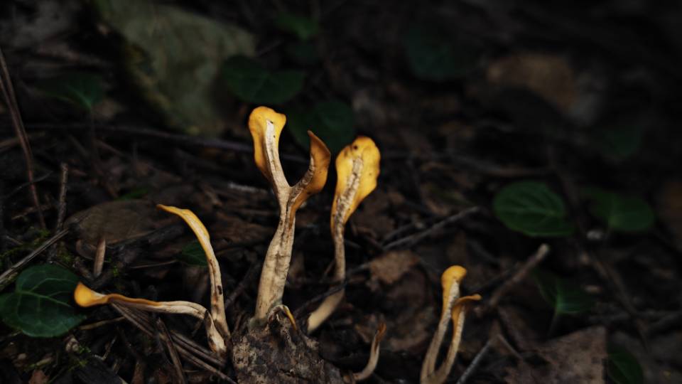 地勺菌 系统发育种