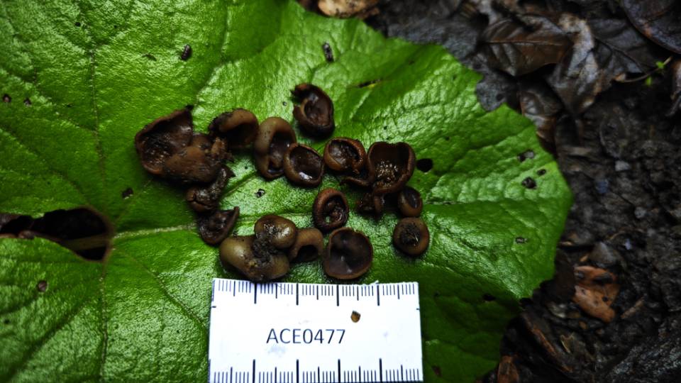 Paragalactinia michelii