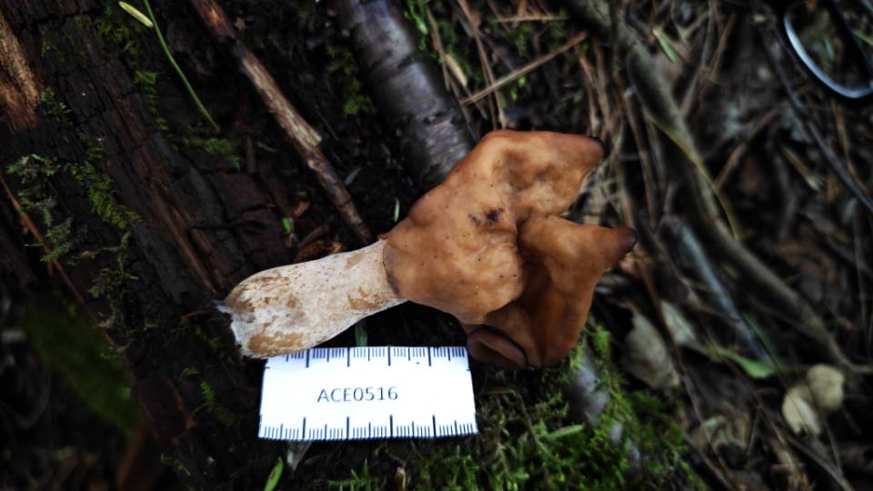 Paragyromitra infula