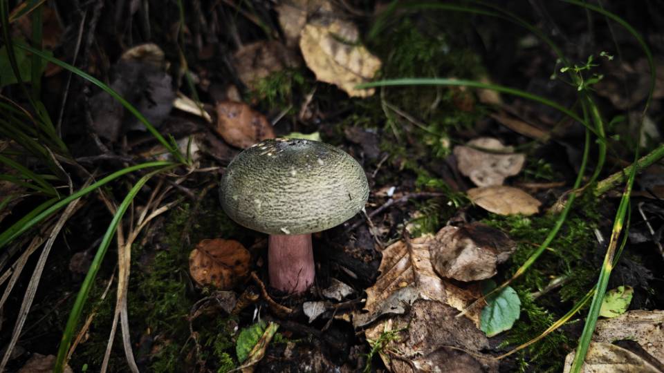 红菇属橄榄绿色组一种