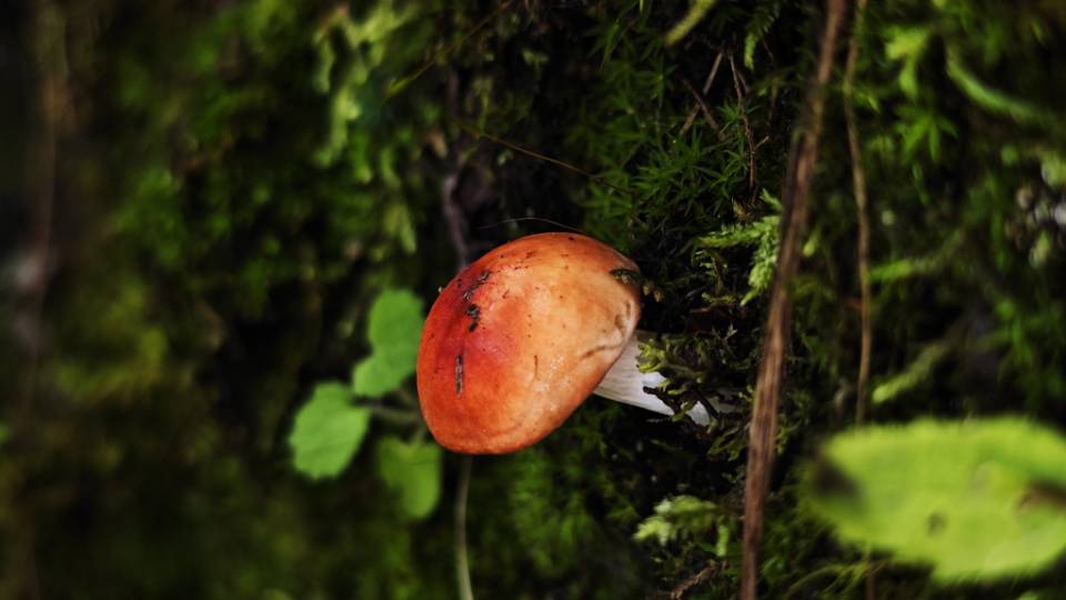 红菇属红菇亚属一种