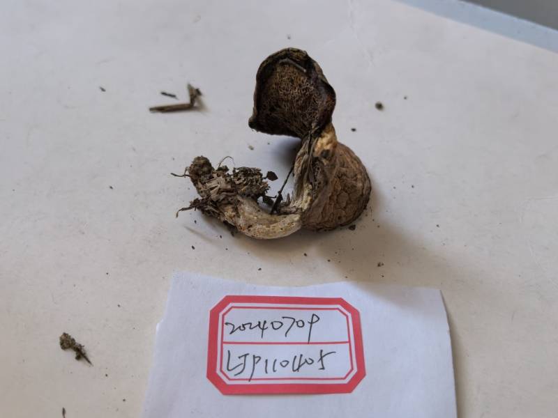 菌生菌菌丝不佳，不鉴定