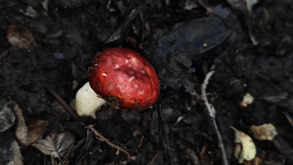 红菇属红菇亚属一种