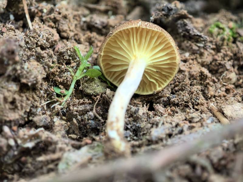 褶孔牛肝菌属一种