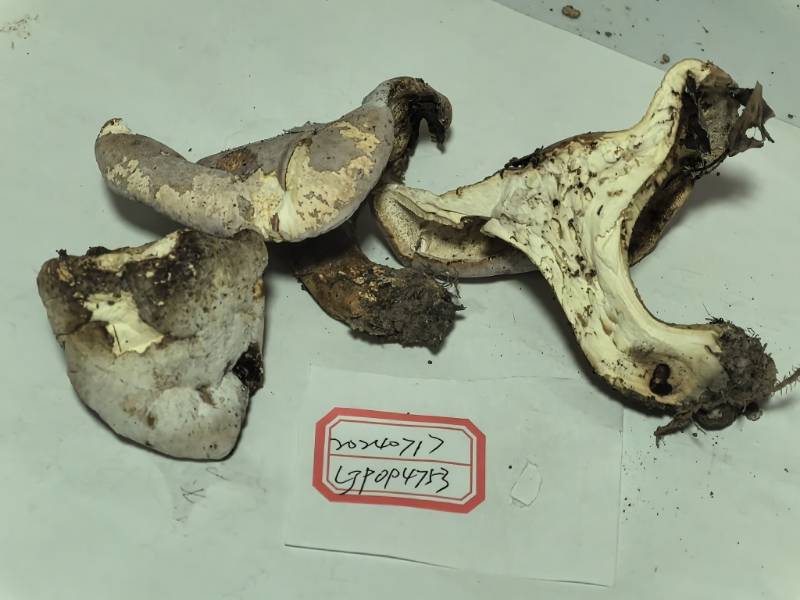 菌生菌菌丝不佳，不鉴定