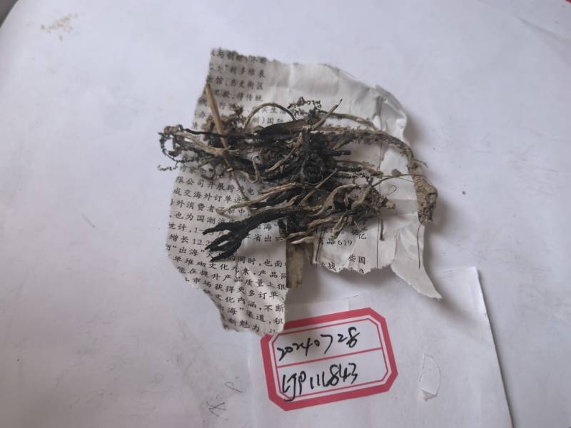 周刺座霉属物种