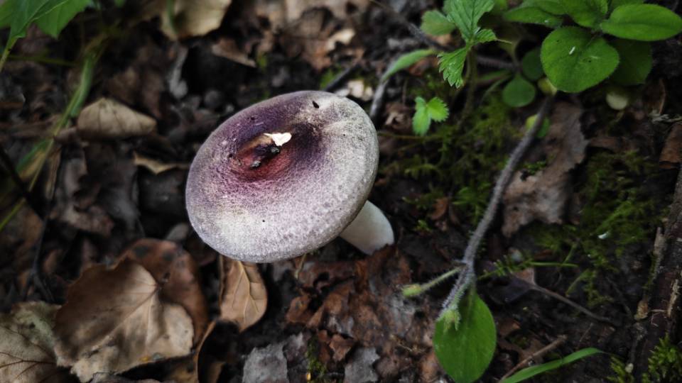 红菇属红菇亚属一种