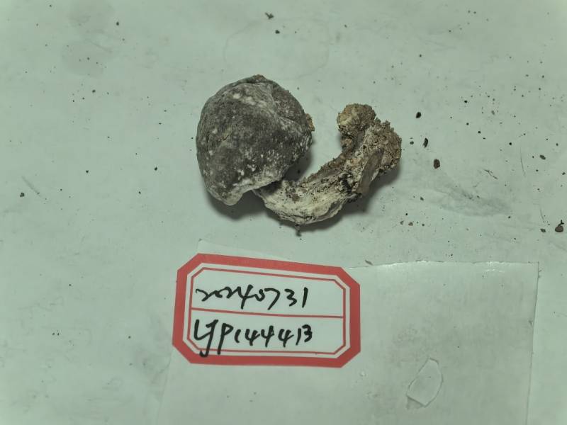 与Pyxidiophora亲缘