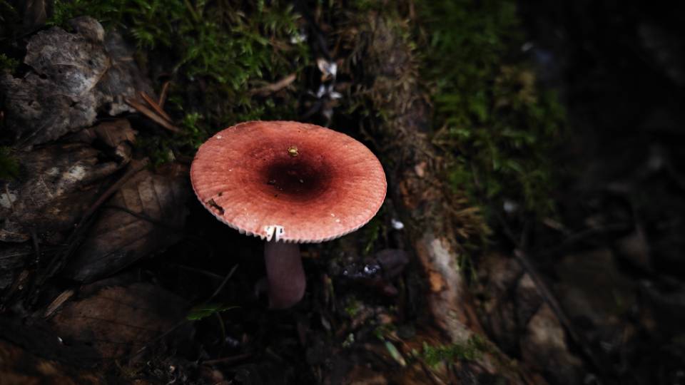 红菇属红菇亚属一种