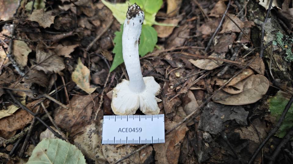 红菇属红菇亚属一种