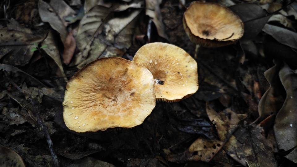 多汁乳菇属一种