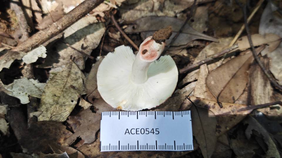 红菇属红菇亚属一种