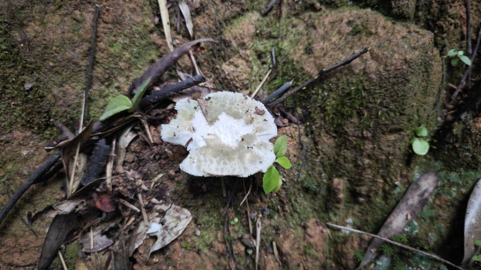 红菇属变绿组一种