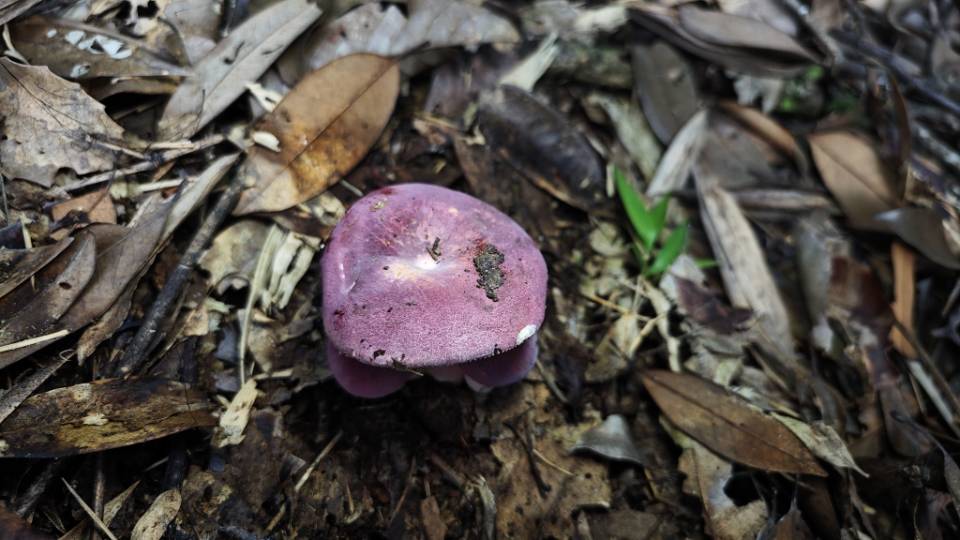 红菇属红菇亚属一种