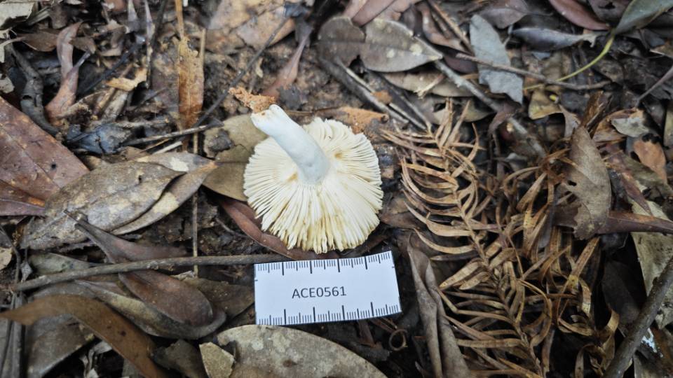 红菇属劣味组一种