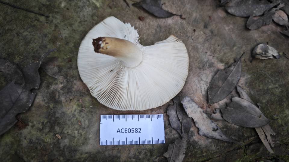 红菇属变绿组一种