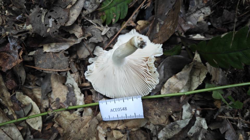 红菇属变绿组一种