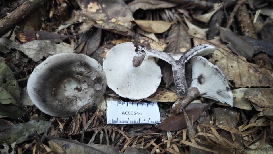 红菇属致密亚属一种