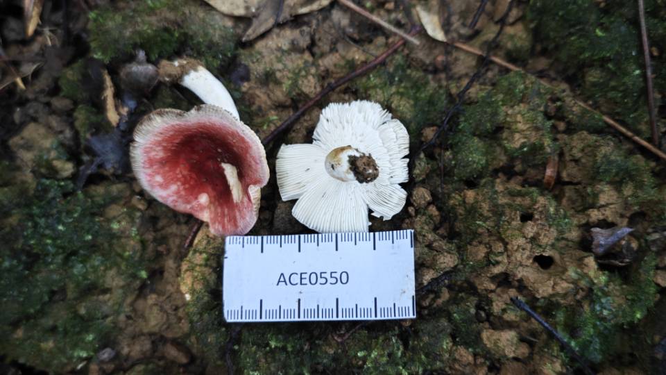 红菇属红菇亚属一种