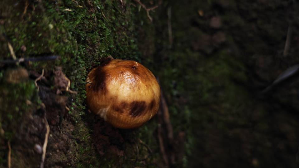 红菇属劣味组一种