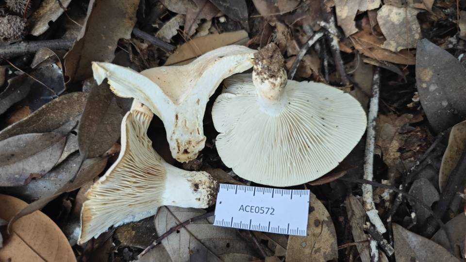 异囊体多汁乳菇