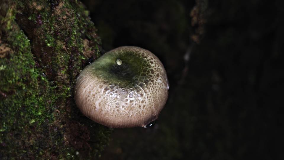 变绿红菇复合群