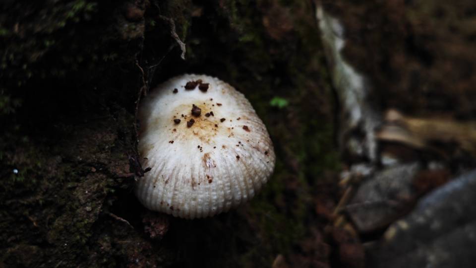 红菇属劣味组一种