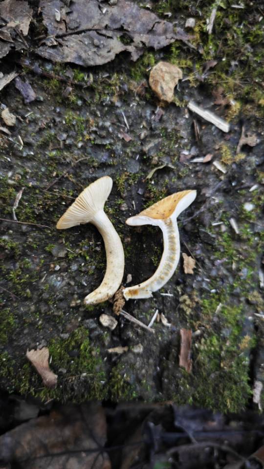 红菇属劣味组一种