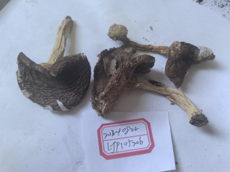 梨菇？新种