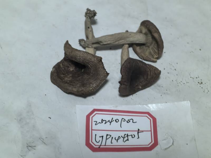 异褶亚属近条纹亚组一种