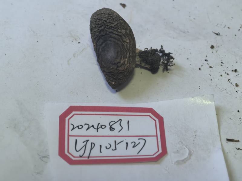 红菇属异褶亚属美丽组一种