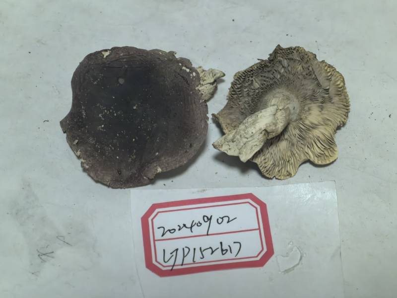 红菇属红菇亚属