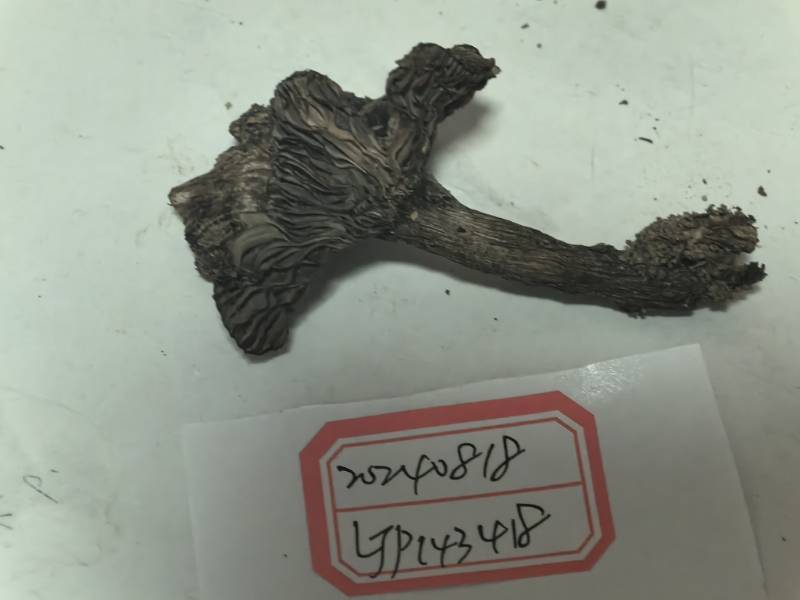 红菇红菇亚属一种