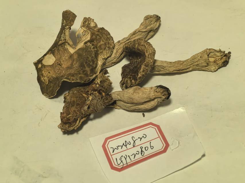 变绿红菇复合群