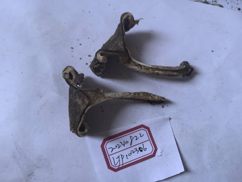 红菇属蓝黄组一种