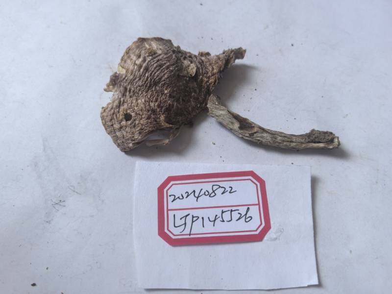 红菇属蓝黄组一种