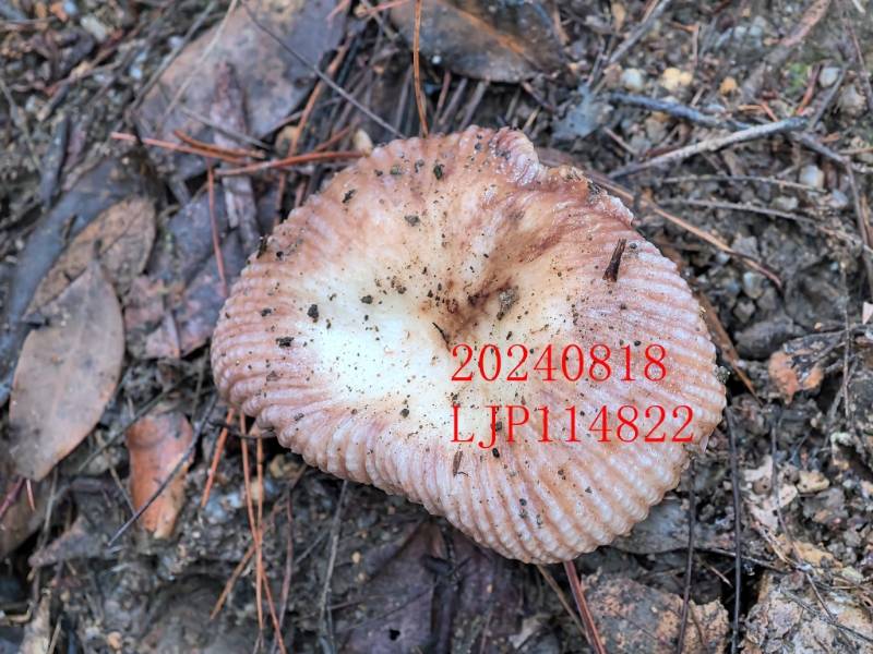 红菇属劣味组一种