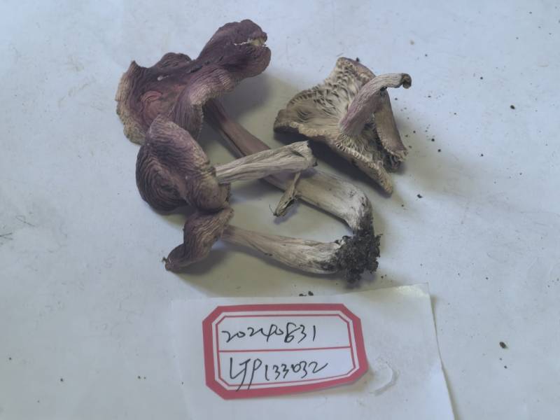 红菇属红菇亚属一种