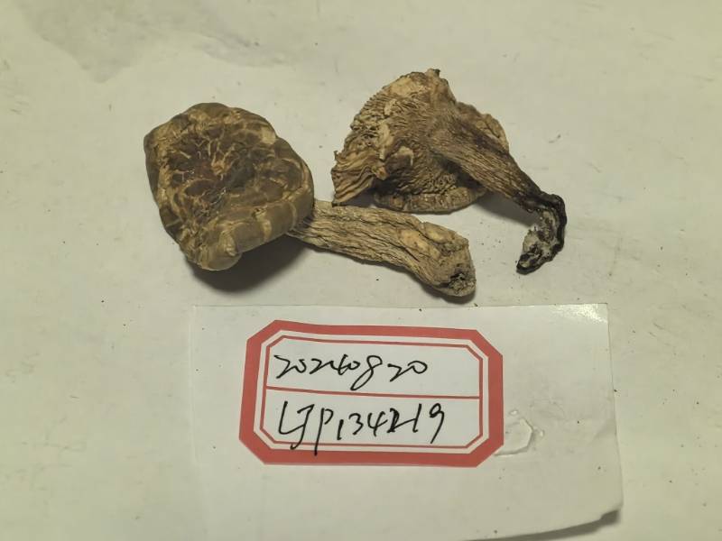 变绿红菇复合群