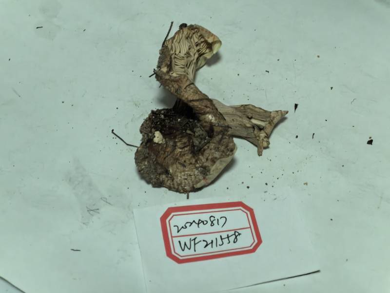 红菇属变绿组一种