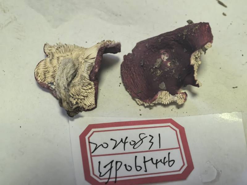 红菇亚属玫瑰色组一种