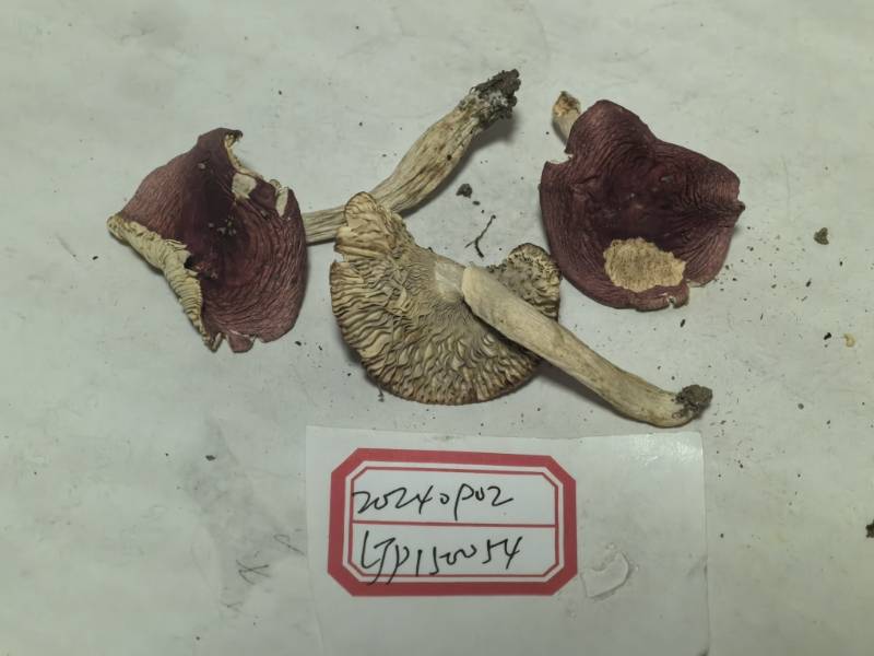 红菇属红菇亚属