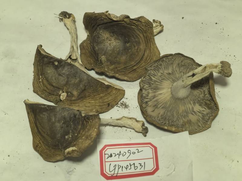 红菇属蓝黄组一种